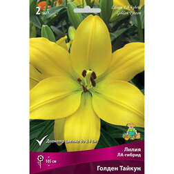 ������ ������ ����� ��-������ ������ ������ (2 ��.)   ����