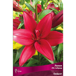 ������ ������ ����� ��-������ ������ (2 ��.)   ����