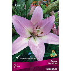 ������ ������ ����� ��-������ ������� (2 ��.)   ����