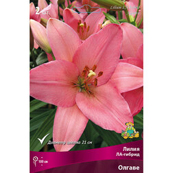 ������ ������ ����� ��-������ ������ (2 ��.)   ����