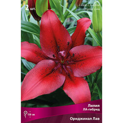 ������ ������ ����� ��-������ ��������� ��� (2 ��.)   ����