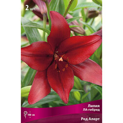 ������ ������ ����� ��-������ ��� ����� (2 ��.)   ����