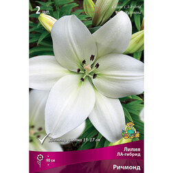 ������ ������ ����� ��-������ ������� (2 ��.)   ����