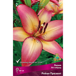 ������ ������ ����� ��-������ ����� ������� (2 ��.)   ����