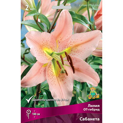 ������ ������ ����� ��-������ �������� (2 ��.)   ����