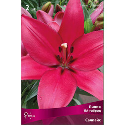 ������ ������ ����� ��-������ ������� (2 ��.)   ����