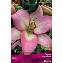 ������ ������ ����� ��-������ ����� (2 ��.)   ����