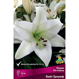 ������ ������ ����� ��-������ ���� ������ (2 ��.)   ����