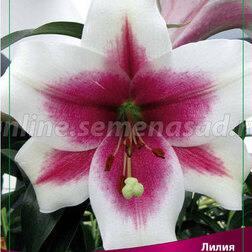 ������ ������ ����� ��-������ ���������� (2 ��.)   ����