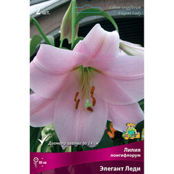 ������ ������ ����� ����������� ������� ���� (2 ��.)   ����