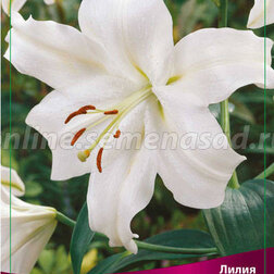 ������ ������ ����� ���-������ ����� ��������� (2 ��.)   ����