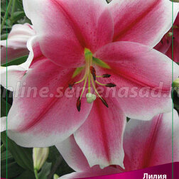 ������ ������ ����� ���-������ ���� ��������� (2 ��.)   ����