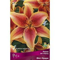 ������ ������ ����� ��-������ Ը�� ����� (2 ��.)   ����