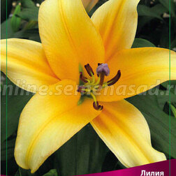 ������ ������ ����� ��-������ ������� (2 ��.)   ����