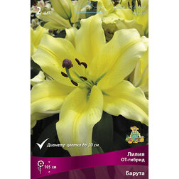 ������ ������ ����� ��-������ ������ (2 ��.)   ����