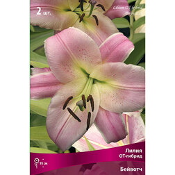 ������ ������ ����� ��-������ ������� (2 ��.)   ����