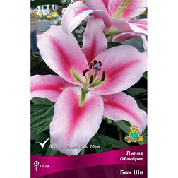 ������ ������ ����� ��-������ ��� �� (2 ��.)   ����