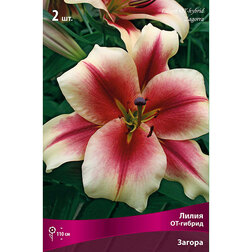 ������ ������ ����� ��-������ ������ (2 ��.)   ����