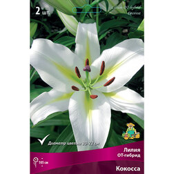 ������ ������ ����� ��-������ ������� (2 ��.)   ����