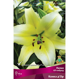 ������ ������ ����� ��-������ ����� �'�� (2 ��.)   ����