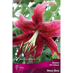 ������ ������ ����� ��-������ ���� ��� (2 ��.)   ����