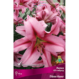 ������ ������ ����� ��-������ ���� ���� (2 ��.)   ����