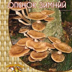 ������ ������ ����� ������ (12 ��.)   ����