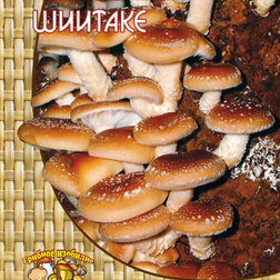 ������ ������ ������� (12 ��.)   ����