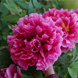 ������ ������ ���� ����������� ������ ������   ����