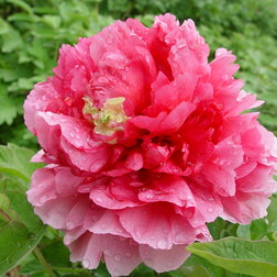 ������ ������ ���� ����������� ������� ���   ����