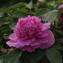 ������ ������ ���� ����������� ��������   ����