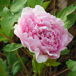 ������ ������ ���� ����������� ������� ������   ����