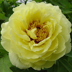 ������ ������ ���� ����������� ��� ���   ����