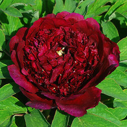 ������ ������ ���� ����������� ������ ����   ����