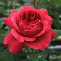 ������ ������ ���� �������� ����� ���   ����