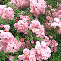 ������ ������ ���� ��������� ������� ������� ����   ����