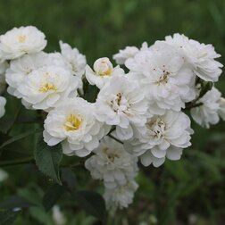 ������ ������ ���� ��������� ������� ������� �'����   ����