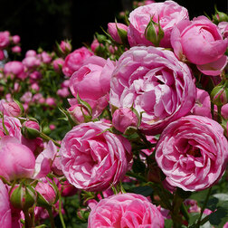 ������ ������ ���� ������ ���������� ����������   ����