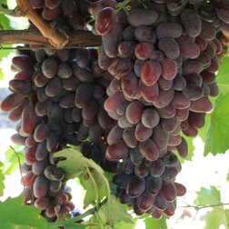 ������ ������ �������� �������� ��������   ����