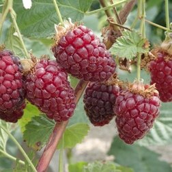 ������ ������ ��������� (�������) �������� �������� (���������)   ����