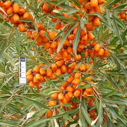 ������ ������ �������� ����� (��� �������)   ����