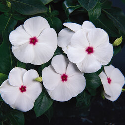 ������ ������ ���������� �������� ������ ��� (1��-100��) ���������������� ������   ����