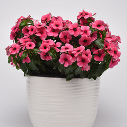 ������ ������ ���������� ���� ��������� (��-100��) ���������������� ������   ����