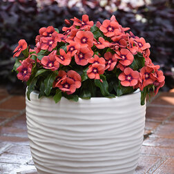 ������ ������ ���������� ���� �������� (��-100��) ���������������� ������   ����