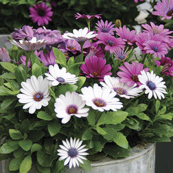 ������ ������ ������������ ������ ���� (1��-100��) ���������������� ������   ����