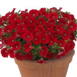 ������ ������ ������� ��������� ���� �������� ����� ��� (��-100�����) ���������������� ������   ����