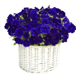 ������ ������ ������� ����������� �������� ��� (��-250�����) ���������������� ������   ����