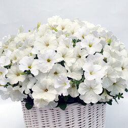 ������ ������ ������� ����������� �������� ���� (��-100�����) ���������������� ������   ����