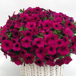 ������ ������ ������� ����������� �������� ������ (��-100�����) ���������������� ������   ����