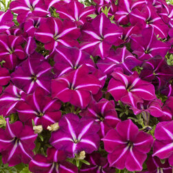 ������ ������ ������� ����������� �������� ����� ��� ���� (��-100�����) ���������������� ������   ����